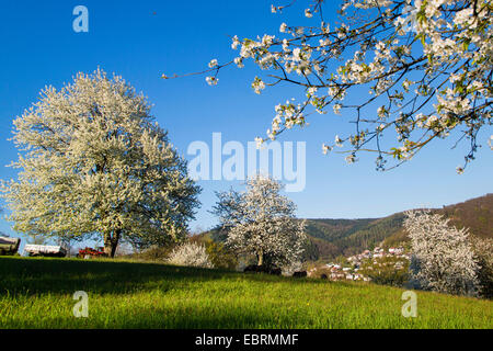 Cherry Tree, le cerisier (Prunus avium), arbres en fleurs dans un pré, Allemagne, Bade-Wurtemberg, Eberbach Banque D'Images