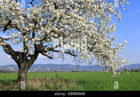 Cherry Tree, le cerisier (Prunus avium), blooming cherry tree in field landscape, Allemagne Banque D'Images