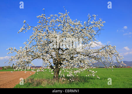 Cherry Tree, le cerisier (Prunus avium), seul arbre en fleurs, Allemagne Banque D'Images