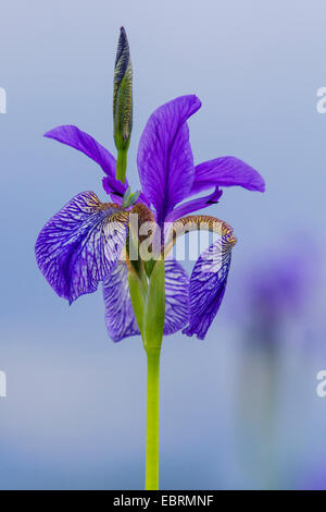 Iris de Sibérie, drapeau de Sibérie (Iris sibirica), fleur, Germany Banque D'Images