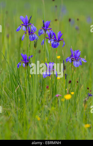 Iris de Sibérie, drapeau de Sibérie (Iris sibirica), dans un pré en fleurs, en Allemagne, en Bavière, Bade-Wurtemberg Banque D'Images