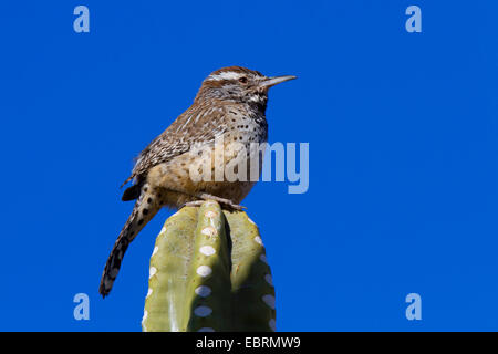 Les cactus (Campylorhynchus brunneicapillus wren), sur la figue, Arizona, USA Banque D'Images
