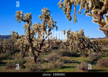 Teddy-bear cholla, Jumping Cholla, Argent (Opuntia cholla, Cylindropuntia bigelovii bigelovii) forêt de cactus, avec beaucoup de fruits dans le désert de Sonora, en Arizona, USA Banque D'Images