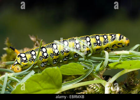 Sphynx de l'euphorbe ésule (Hyles euphorbiae, Celerio euphorbiae), Caterpillar sur feuille, Allemagne Banque D'Images