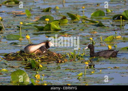 Grèbe huppé (Podiceps cristatus), dans son nid, menace foulque macroule, l'Allemagne, la Bavière, le lac de Chiemsee Banque D'Images