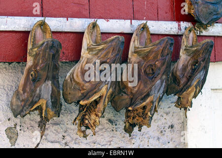 Loup atlantique, loup, poisson-chat, le poisson-chat (Anarhichas lupus), certaines têtes séchées comme trophées sur le mur d'un hangar à bateaux, la Norvège, l'Hitra Banque D'Images