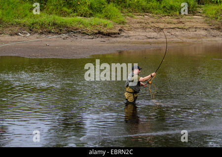 Le saumon atlantique, ouananiche, saumon atlantique du lac, ouananiche, sebago saumon (Salmo salar), saumon pêcheur à la canne à pêche, l'Irlande, rivière Moy Banque D'Images