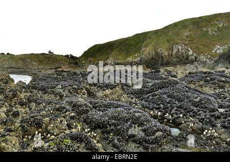 La moule bleue, bay mussel, Moule commune commune, la moule bleue (Mytilus edulis), lits de moules dans Jospinet en Côtes-d'Armor, France, Bretagne, Jospinet Banque D'Images