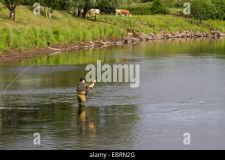 Le saumon atlantique, ouananiche, saumon atlantique du lac, ouananiche, sebago saumon (Salmo salar), saumon pêcheur à la canne à pêche, l'Irlande, rivière Moy Banque D'Images