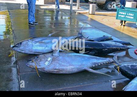 Le thon jaune, le thon blanc, le thon à nageoires jaunes (Thunnus albacares), pris de telles évaluations dans le port, États-Unis, Californie Banque D'Images