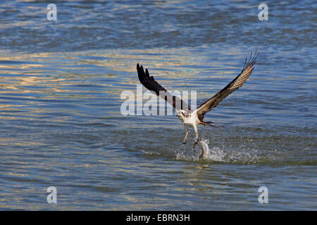 Osprey, le poisson hawk (Pandion haliaetus), s'envole à partir de l'eau avec un poisson capturé, USA, Floride Banque D'Images