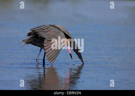 Little blue heron (Egretta caerulea), à la recherche de nourriture dans les eaux peu profondes, USA, ETATS UNIS, Floride, l'île de Sanibel Banque D'Images