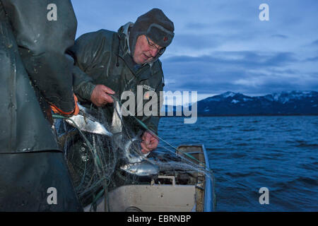 Les corégones du lac, les corégones (Coregonus spec.), la reproduction artificielle, attraper des poissons avec un filet maillant, Allemagne, Bavière, le lac de Chiemsee Banque D'Images