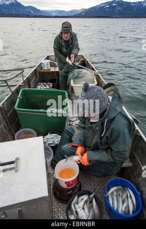 Les corégones du lac, les corégones (Coregonus spec.), reproduction artificielle, attraper les poissons et de radiation sur un lac, l'Allemagne, la Bavière, le lac de Chiemsee Banque D'Images