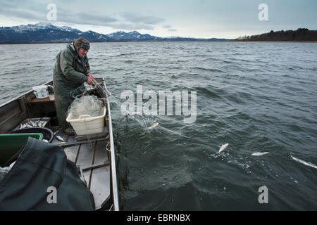 Les corégones du lac, les corégones (Coregonus spec.), pêcheur attraper les poissons avec un filet maillant, Allemagne, Bavière, le lac de Chiemsee Banque D'Images