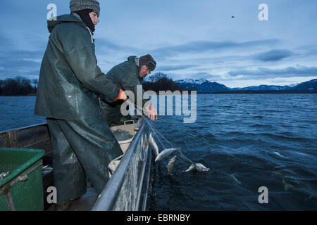 Les corégones du lac, les corégones (Coregonus spec.), la reproduction artificielle, attraper des poissons avec un filet maillant, Allemagne, Bavière, le lac de Chiemsee Banque D'Images