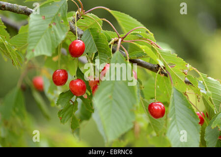 De cerise sauvage, cerise, gean, le merisier (Prunus avium), des cerises mûres sur une branche, l'Allemagne, la Bavière Banque D'Images