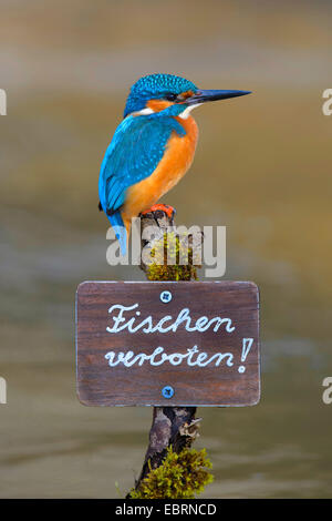 River Kingfisher (Alcedo atthis), homme assis sur un post avec le signe que l'on ne pêche pas, Allemagne Banque D'Images