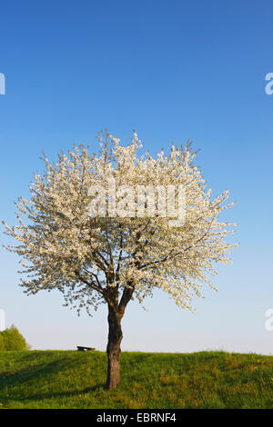 Cherry Tree, le cerisier (Prunus avium), blooming cherry tree, ALLEMAGNE, Basse-Saxe, Altes Land Banque D'Images