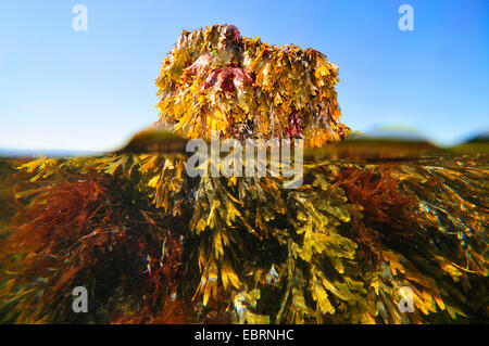 Seeweed sur un rocher à marée descendante, France, Bretagne Banque D'Images