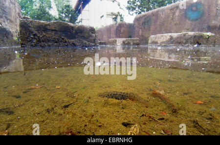 Smooth newt (Triturus vulgaris, Lissotriton vulgaris ), dans un bassin d'un site industriel, l'Allemagne, en Rhénanie du Nord-Westphalie, région de la Ruhr, Duisburg Banque D'Images