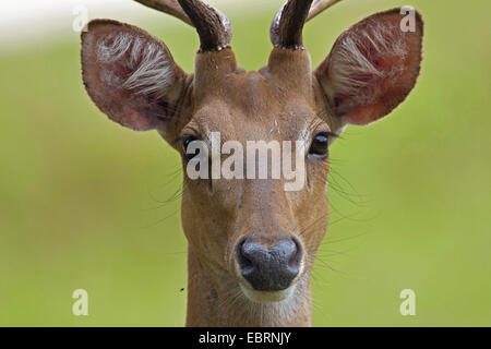 Thamin, Brow-chevreuil, Eld's deer (Panolia eldii Rucervus eldii,, Cervus eldii), portrait d'un cerf, la Thaïlande, Huai Kha Khaeng Wildlife Sanctua Banque D'Images