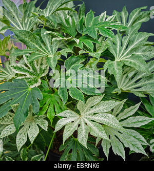 Aralia Fatsia japonica japonais (araignées 'Web', Fatsia japonica araignées Web), le cultivar Spider Web, Niagara, Hollande-mérid. Banque D'Images