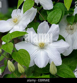 Clématites, de vierges-Bower (Clematis 'Asagasumi Asagasumi', clématite), le cultivar Asagasumi Banque D'Images