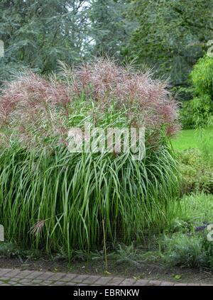 Argent chinois de l'herbe, l'herbe, l'herbe du Tigre Zebra (Miscanthus sinensis 'Malepartus', Miscanthus sinensis Malepartus), le cultivar Malepartus Banque D'Images