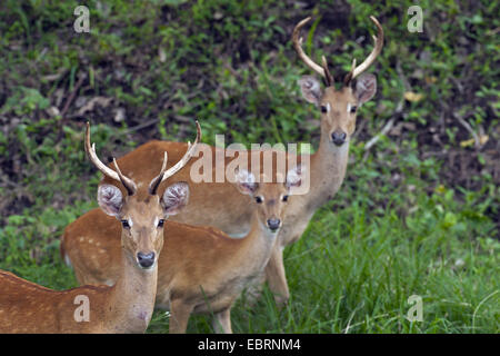 Thamin, Brow-chevreuil, Eld's deer (Panolia eldii Rucervus eldii,, Cervus eldii), l'ELD trois cerfs regardant la caméra, Thaïlande, Huai Kha Khaeng Wildlife Sanctua Banque D'Images