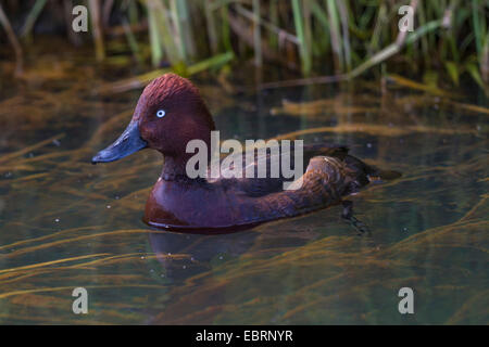 Fuligule nyroca (Aythya nyroca), natation drake , Allemagne, Bavière Banque D'Images