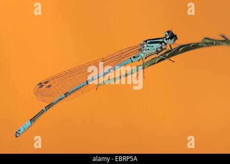 Coenagrion, commune de demoiselles azure (Coenagrion puella), assis sur une feuille, Allemagne, Rhénanie du Nord-Westphalie Banque D'Images