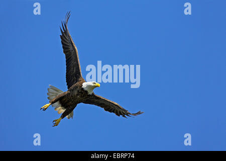 American Bald Eagle (Haliaeetus leucocephalus), au décollage, USA, Floride, l'île des Pins Banque D'Images