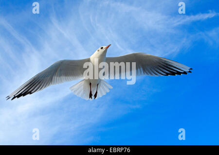 Mouette rieuse (Larus ridibundus, Chroicocephalus ridibundus), dans le ciel avec plumage d'hiver, l'Allemagne, Mecklembourg-Poméranie-Occidentale Banque D'Images