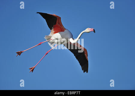 Flamant rose, American flamingo, Caraïbes Flamingo (Phoenicopterus ruber ruber), l'atterrissage, USA, Floride, le Parc National des Everglades Banque D'Images