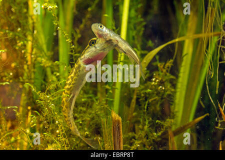 Le brochet, le grand brochet (Esox lucius), se nourrit de petites à grandes écailles, Allemagne Banque D'Images