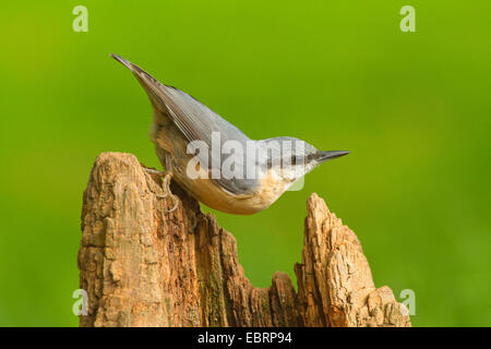 Sittelle torchepot (Sitta europaea), sur un arbre snag, Allemagne, Rhénanie du Nord-Westphalie Banque D'Images