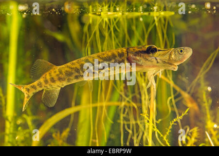 Le brochet, le grand brochet (Esox lucius), se nourrit de petites à grandes écailles, Allemagne Banque D'Images