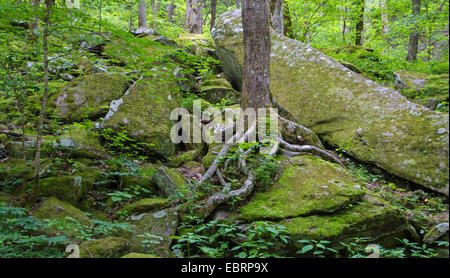 Grand arbre pousse sur un tor, USA, New York, parc national des Great Smoky Mountains Banque D'Images