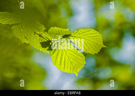 Le noisetier commun (Corylus avellana), branche avec des feuilles au printemps, l'Allemagne, Bade-Wurtemberg Banque D'Images