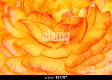 Persian Buttercup, Ranunculus, Turban Turban (Ranunculus asiaticus, Ranunculus hortensis), détail d'un jaune-orange fleur remplis, Allemagne Banque D'Images