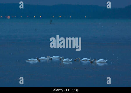 Mute swan (Cygnus olor), manger sur le lac dans la nuit, l'Allemagne, la Bavière, le lac de Chiemsee Banque D'Images