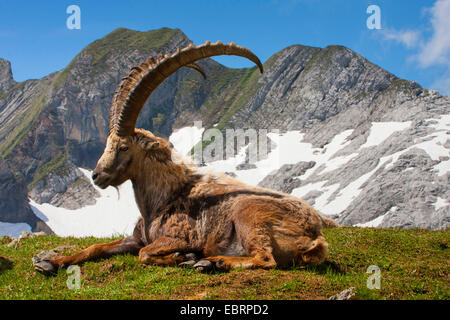 Bouquetin des Alpes (Capra ibex, Capra ibex ibex), mâle magnifique manteau changeant le Bouquetin des Alpes, la Suisse, l'Alpstein, Saentis Banque D'Images