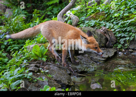 Le renard roux (Vulpes vulpes), la Fox de boire à partir d'un étang de la forêt, Suisse, Sankt Gallen Banque D'Images
