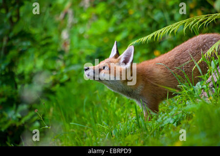 Le renard roux (Vulpes vulpes), la fox va deerstalking , suisse Sankt Gallen Banque D'Images