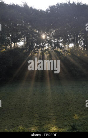 Rayons du soleil du matin à travers une forêt d'éclatement, l'Allemagne, en Rhénanie du Nord-Westphalie, Ruhr, Castrop-Rauxel Banque D'Images