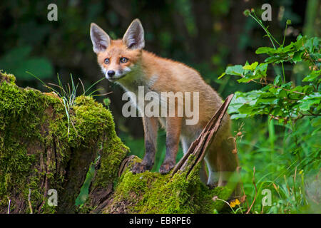 Le renard roux (Vulpes vulpes), le renard roux jeune debout sur une racine moussue , suisse Sankt Gallen Banque D'Images