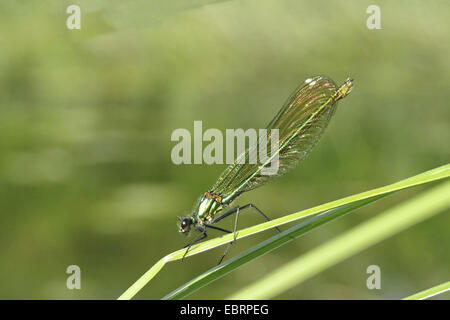 Blackwings bagués, bagués agrion, bagués (Calopteryx splendens, demoiselle Agrion splendens), femme homme sur une feuille, l'Allemagne, Bade-Wurtemberg Banque D'Images