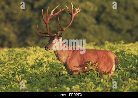 Red Deer (Cervus elaphus), Hart sur un champ en début de matinée, en Allemagne, en Rhénanie du Nord-Westphalie Banque D'Images