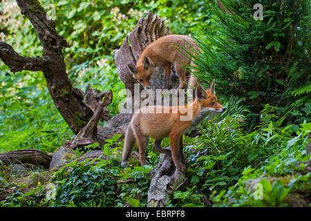 Le renard roux (Vulpes vulpes), deux renards juvéniles deerstalking aller tôt le matin, Suisse, Sankt Gallen Banque D'Images